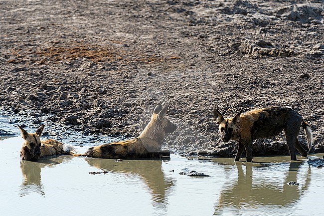 Endangered African wild dogs or painted wolves, Lycaon pictus, cooling off in a water pool. Savute Marsh, Chobe National Park, Botswana. stock-image by Agami/Sergio Pitamitz,