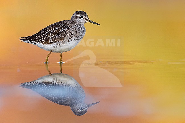 Wood Sandpiper (Tringa glareola) during migration in Italy. Standing in yellow orange colored shallow water. stock-image by Agami/Daniele Occhiato,