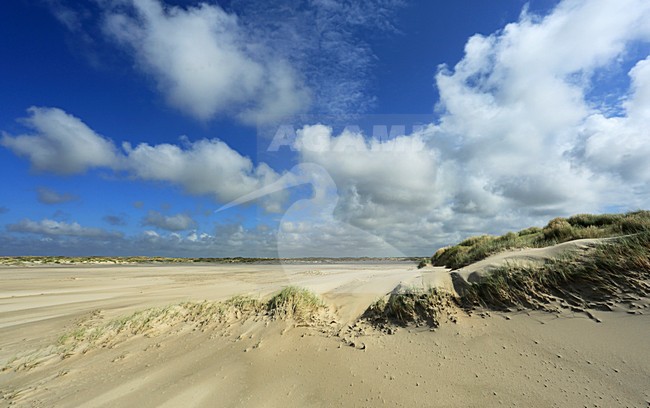 Texel - De Hors stock-image by Agami/Jacques van der Neut,