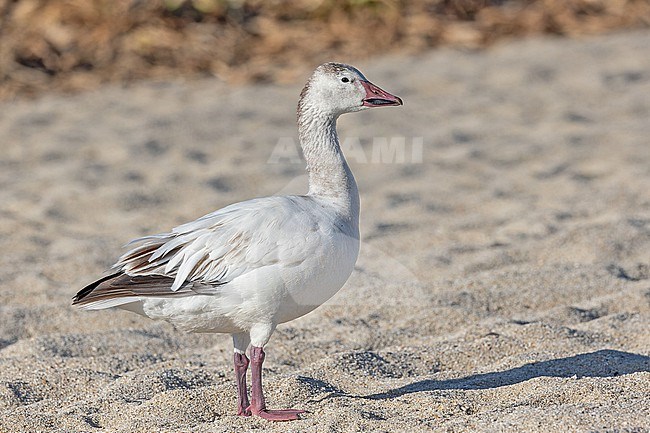 Wintering immature Lesser Snow Goose (Anser caerulescens) in Western Mexico. stock-image by Agami/Pete Morris,