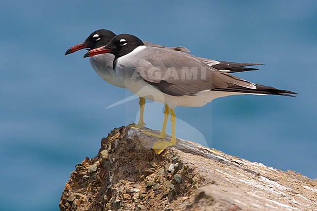 Volwassen Witoogmeeuw; Adult White-eyed Gull stock-image by Agami/Daniele Occhiato,