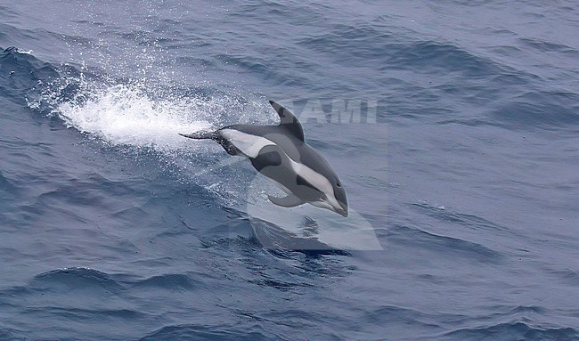 Jumping Hourglass dolphin (Sagmatias cruciger at sea north of Antarctica. stock-image by Agami/Dani Lopez-Velasco,