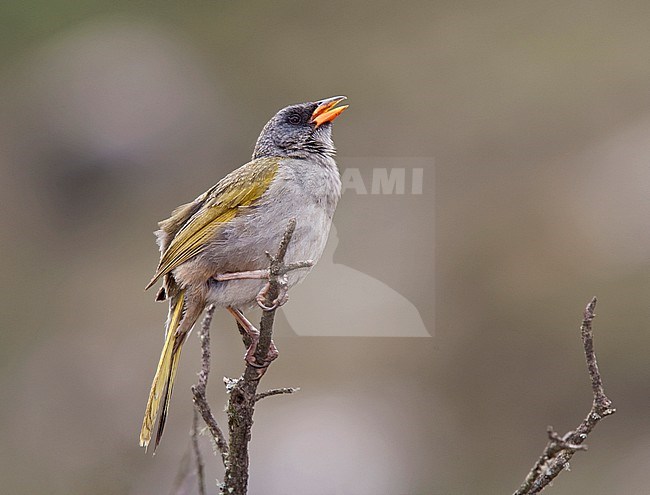 Singing male Great Pampa-finch (Embernagra platensis) in Brazil. stock-image by Agami/Andy & Gill Swash ,
