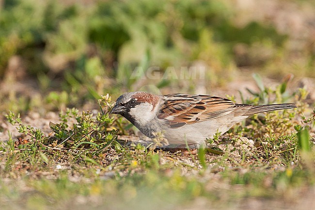 House Sparrow - Haussperling - Passer domesticus ssp. balearoibericus, adult male, Mallorca stock-image by Agami/Ralph Martin,