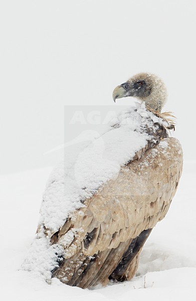Vale Gier in de sneeuw; Griffon Vulture in snow stock-image by Agami/Markus Varesvuo,
