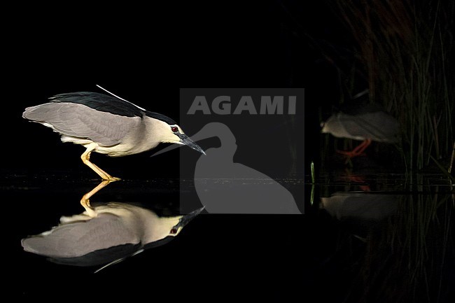 Kwak jagend in water; Black-crowned Night Heron hunting in water stock-image by Agami/Marc Guyt,