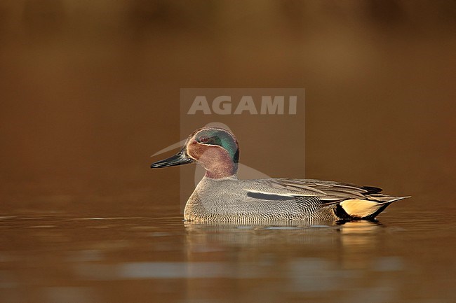 Wintertaling op het water in herfst kleuren; Eurasian teal on eater in autumn colors; stock-image by Agami/Walter Soestbergen,