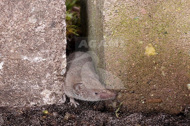 Huisspitsmuis op de grond; Greater White-toothed Shrew on the ground stock-image by Agami/Theo Douma,