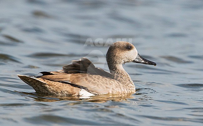 Marmereend; Vagrant Marbled Duck (Marmaronetta angustirostris) stock-image by Agami/Martijn Verdoes,
