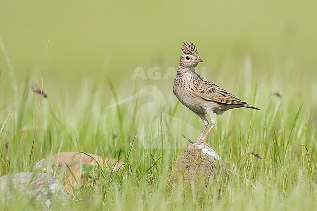 Adult Oriental Skylark (Alauda gulgula inconspicua), in breeding habitat in Tajikistan. Perched on a small rock in the tall green grass, looking over its shoulders. stock-image by Agami/Ralph Martin,