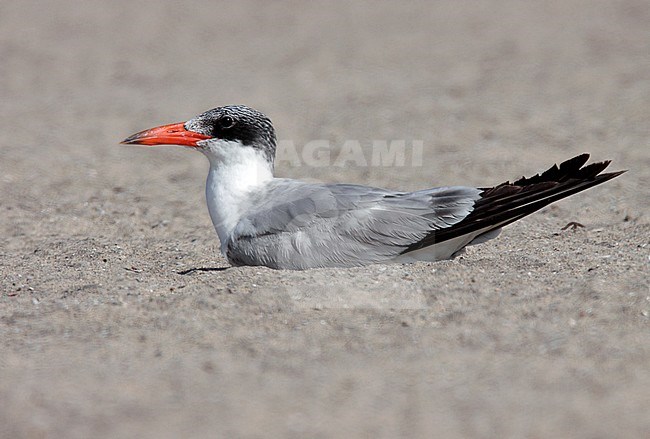 first-summer bird (2nd calendar year)
Los Angeles Co., CA
May 2009 stock-image by Agami/Brian E Small,