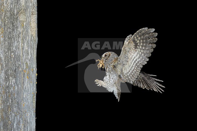 Flammulated Owl, Psiloscops flammeolus, in the United States. stock-image by Agami/Brian E Small,