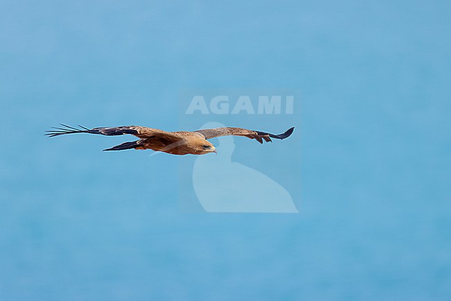 Wahlberg's Eagle (Hieraaetus wahlbergi) in fresh juvenile plumage soaring close to a cliff at Cap Blanc (Nouadhibou) inside the Western Palearctic region stock-image by Agami/David Monticelli,