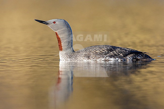 Red-throated Loon (Gavia stellata), sideview of an adult in breeding plumage, Western Region, Iceland stock-image by Agami/Saverio Gatto,