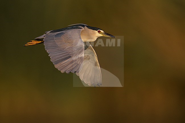 Volwassen Kwak in vlucht; Adult Night Heron in flight stock-image by Agami/Daniele Occhiato,