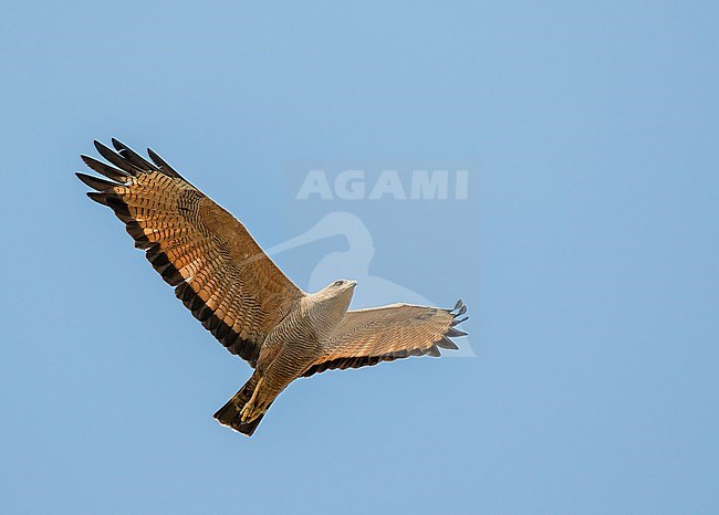 Savanna hawk (Buteogallus meridionalis) in Paraguay. stock-image by Agami/Pete Morris,