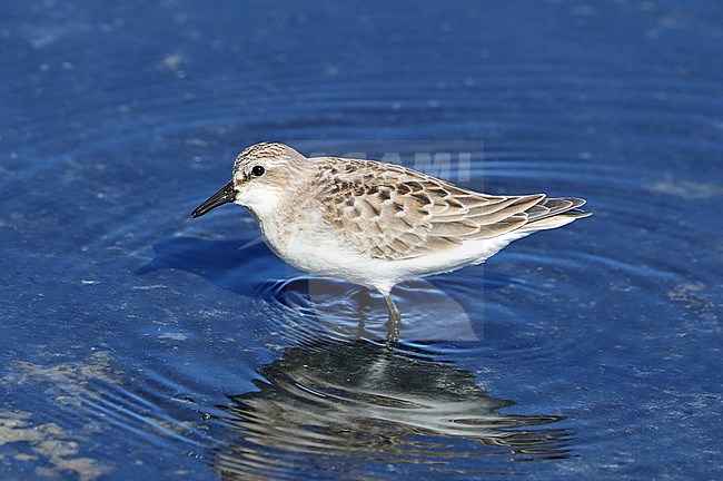 First-year Red-necked Stint (Calidris ruficollis) at Hyères, France. A very rare vagrant to Europe. stock-image by Agami/Aurélien Audevard,