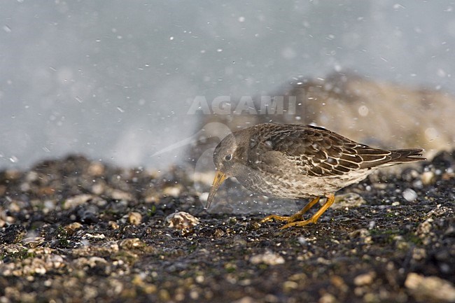 Purple Sandpiper standing; Paarse Strandloper staand stock-image by Agami/Marc Guyt,