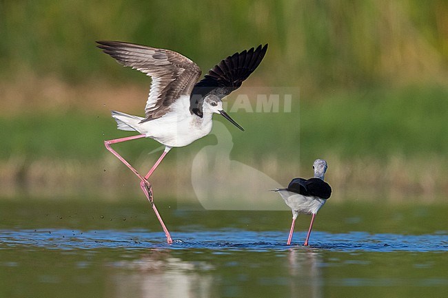 Black-winged Stilt (Himantopus himantopus), 2nd cy juvenile spreading its wings, Campania, Italy stock-image by Agami/Saverio Gatto,