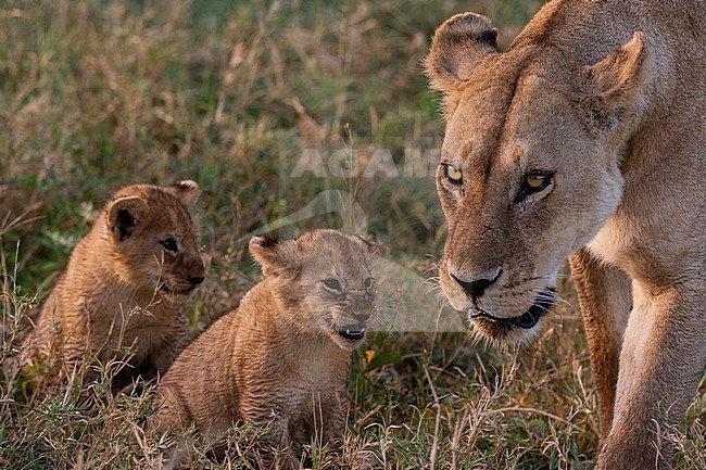 Two 45-50 days old lion cubs, Panthera leo, watching their mother walking. Ndutu, Ngorongoro Conservation Area, Tanzania. stock-image by Agami/Sergio Pitamitz,