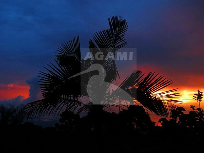 Palmboom bij zonsondergang, Palmtree at sunset; Santa Marta Mountains; Colombia stock-image by Agami/Marc Guyt,