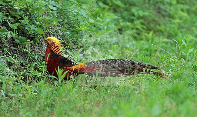 Chinese pheasant (Chrysolophus pictus) stock-image by Agami/Pete Morris,