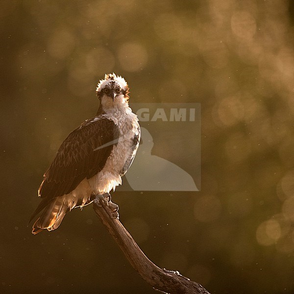 Osprey, Pandion haliaetus, in the Netherlands. Perched with backlight. stock-image by Agami/Han Bouwmeester,