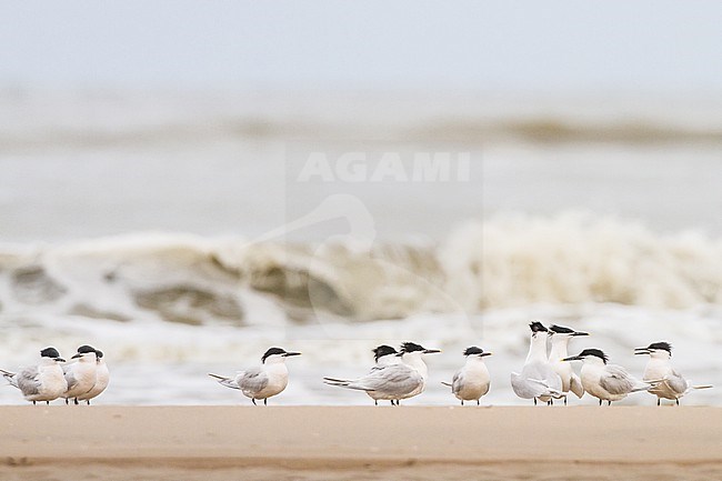 Flock of Sandwich Terns on spring migration resting and displaying on the north sea beach in their summer plumage. stock-image by Agami/Menno van Duijn,