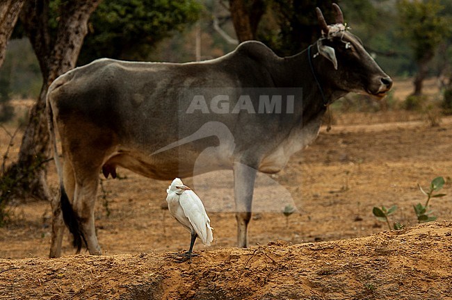 Eastern Cattle Egret (Bubulcus coromandus) standing on a small dike in a rural field with a holy cow in the background. stock-image by Agami/Marc Guyt,
