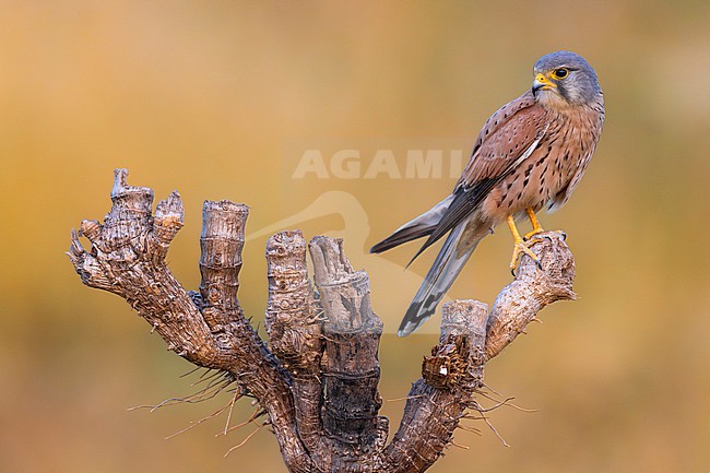 Male Common Kestrel (Falco tinnunculus) in Italy. stock-image by Agami/Daniele Occhiato,