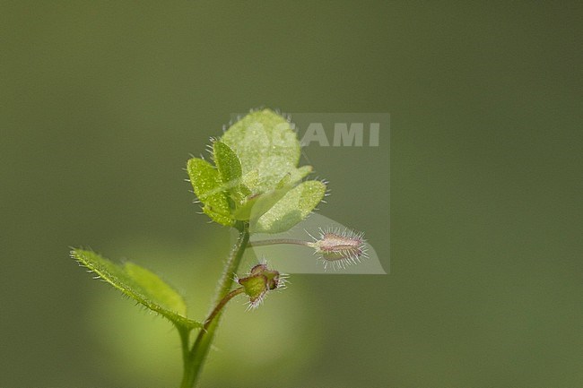 Ivy-leaved Speedwell seed box stock-image by Agami/Wil Leurs,