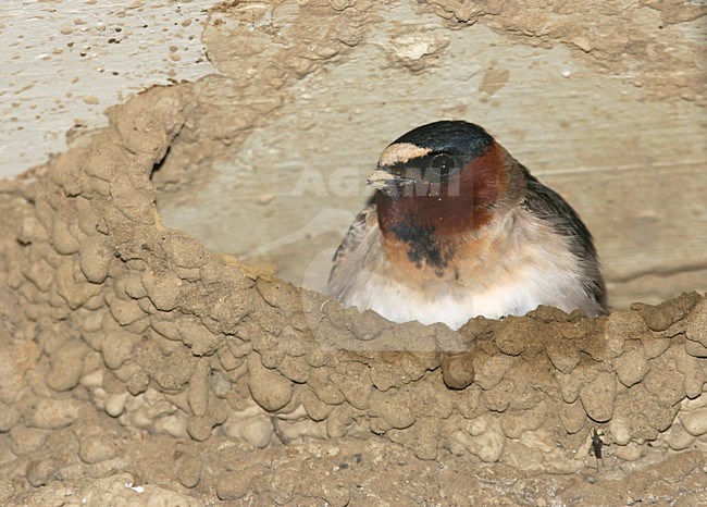Amerikaanse Klifzwaluw op zijn nest; Cliff Swallow on its nest stock-image by Agami/Pete Morris,