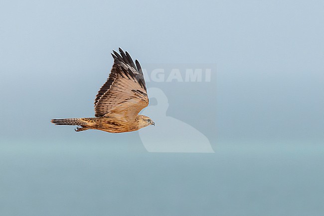 Long-legged Buzzard (Buteo buteo cirtensis) in flight at Cap Blanc, Nouadhibou. Also called Atlas Long-legged Buzzard. stock-image by Agami/David Monticelli,