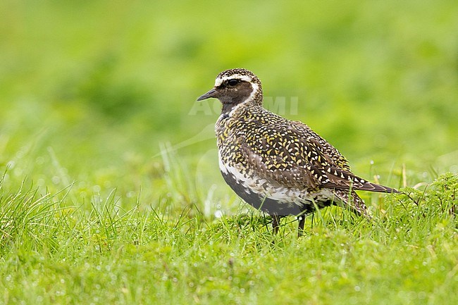 Golden Plover (Pluvialis apricaria), adult male standing on the grass, Northeastern Region, Iceland stock-image by Agami/Saverio Gatto,