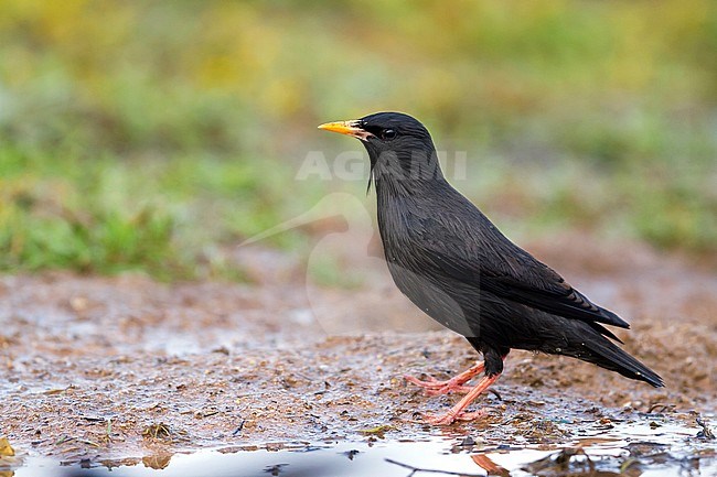 Spotless Starling - Einfarbstar - Sturnus unicolor, Morocco, adult stock-image by Agami/Ralph Martin,