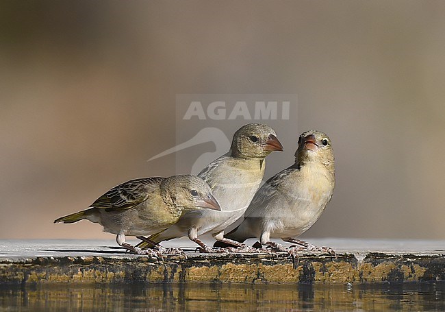 Rüppell's weaver (Ploceus galbula) in Oman. At water pool for drinking. stock-image by Agami/Laurens Steijn,