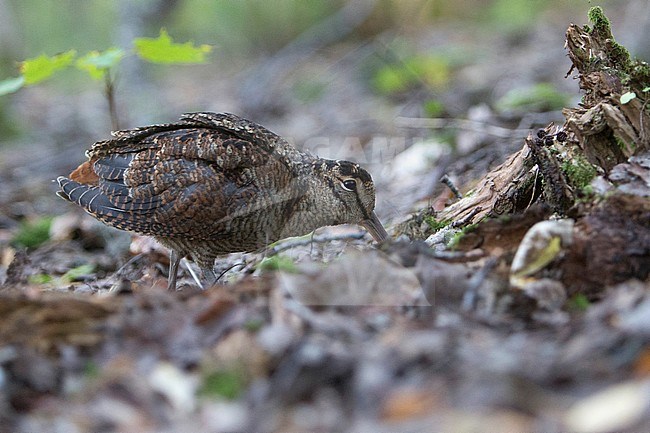 Eurasian Woodcock (Scolopax rusticola) foraging on forest floor of a Finnish forest. stock-image by Agami/Arto Juvonen,