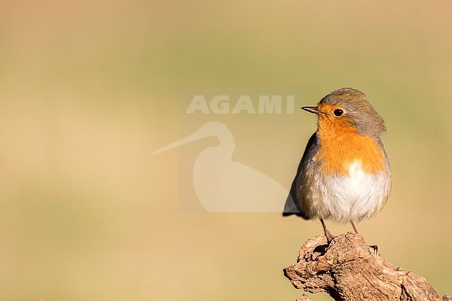 European Robin (Erithacus rubecula) perched showing full red breast. stock-image by Agami/Oscar Díez,
