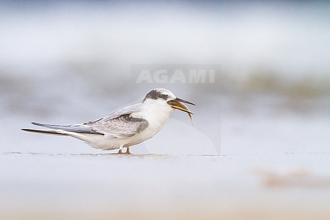 Little Tern, Sternula albifrons, juvenile stock-image by Agami/Menno van Duijn,