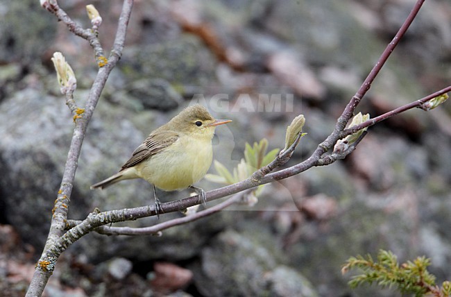 Spotvogel zittend op een takje; Icterine Warbler perched on a branch stock-image by Agami/Markus Varesvuo,