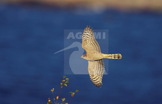 Sperwer in vlucht, Eurasian Sparrowhawk in flight stock-image by Agami/Markus Varesvuo,