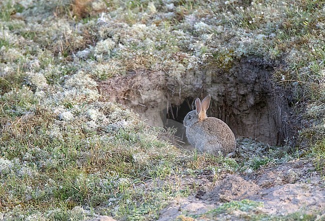European Rabbit (Oryctolagus cuniculus), also known as Coney, in the dunes of Texel, Netherlands. Watching for possible danger in front of nest hole. stock-image by Agami/Marc Guyt,