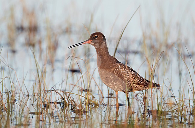 Volwassen Zwarte Ruiter roepend in vennetje; Adult Spotted Redshank calling from marsh stock-image by Agami/Markus Varesvuo,