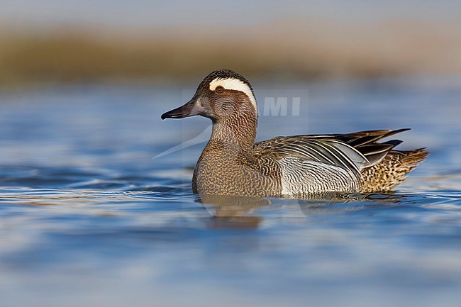 Male Garganey (Spatula querquedula) in Italy. stock-image by Agami/Daniele Occhiato,