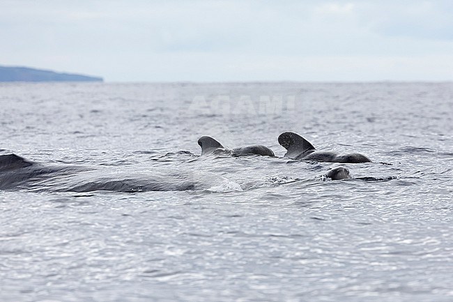 Juvenile Sperm Whale (Physeter macrocephalus) followed by Short-finned Pilot Whale (Globicephala marcorhynchus) swimming along our boat off Pico, Azores, Portugal. stock-image by Agami/Vincent Legrand,