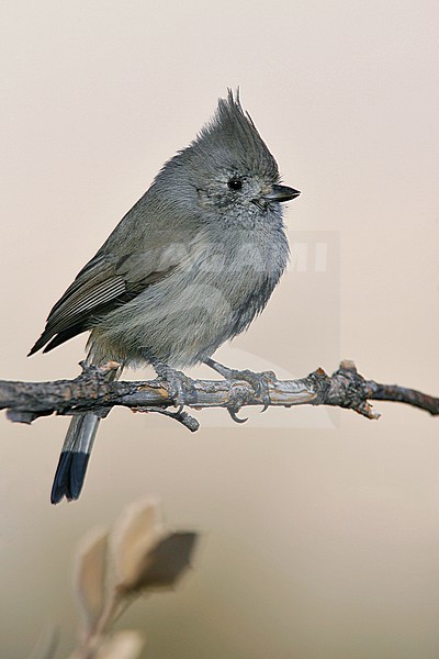 Adult
Socorro Co., NM
December 2007 stock-image by Agami/Brian E Small,