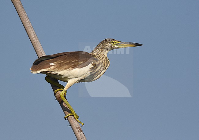 Chinese Pond Heron, Ardeola bacchus, in Myanmar. stock-image by Agami/Laurens Steijn,