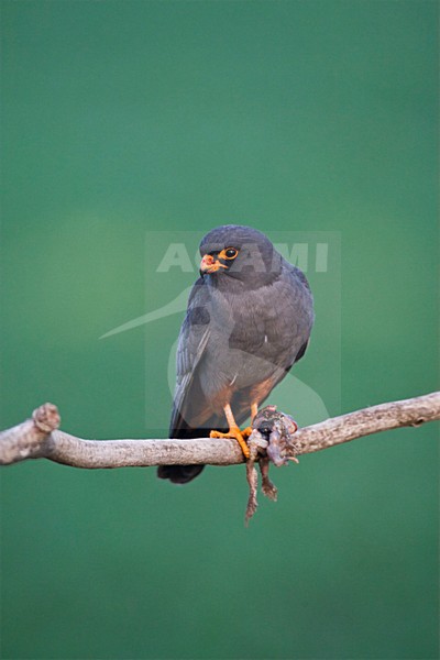 Roodpootvalk, Red-Footed Falcon, Falco vespertinus stock-image by Agami/Marc Guyt,
