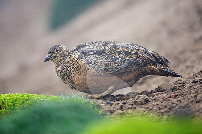 Andeskwartelsnip; Rufous-bellied Seedsnipe stock-image by Agami/Marc Guyt,