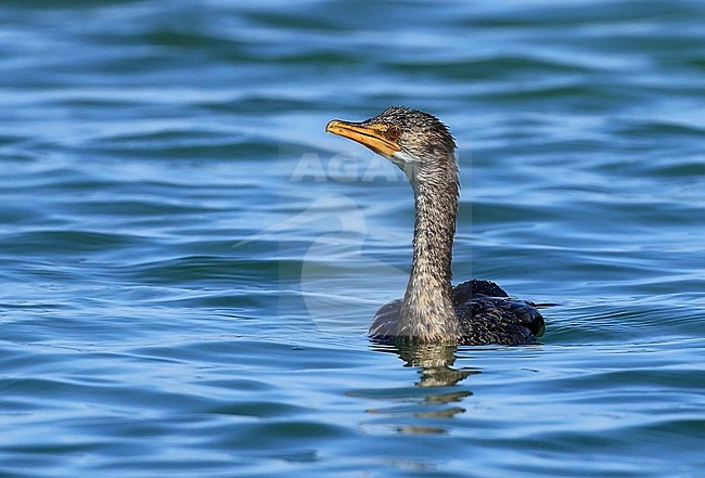 Long-tailed Cormorant (Phalacrocorax africanus) swimming in the sea off Banc D'Arquin in Mauritania. Also known as Reed Cormorant. stock-image by Agami/Jacques van der Neut,